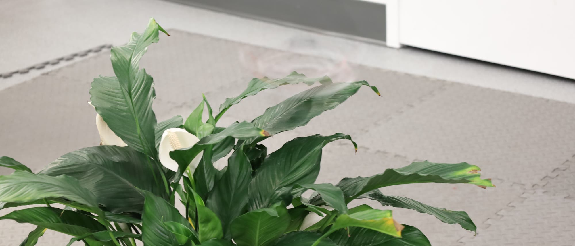 Eine gr&uuml;ne Pflanze mit gro&szlig;en, gl&auml;nzenden Bl&auml;ttern und wei&szlig;en Bl&uuml;ten steht auf einem grauen Boden mit Schaumstoffmatten. Im Hintergrund sind eine wei&szlig;e Wand und eine T&uuml;r zu sehen. Die Pflanze ist im Vordergrund des Bildes zentriert.