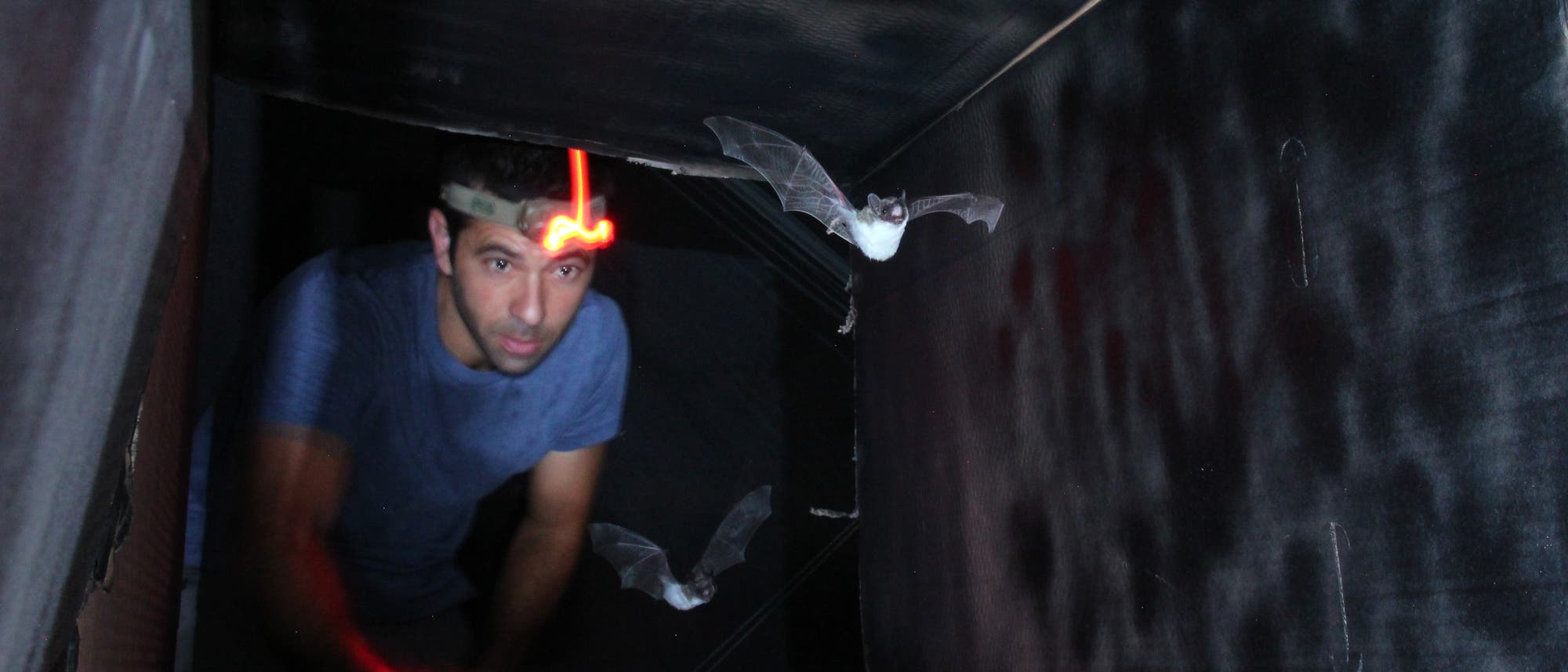 Der Forscher Yossi Yovel tr&auml;gt in einem dunklen Raum ein Stirnband mit rotem Licht. Zwei Flederm&auml;use fliegen aus dem Tunnel der Kamera entgegen.