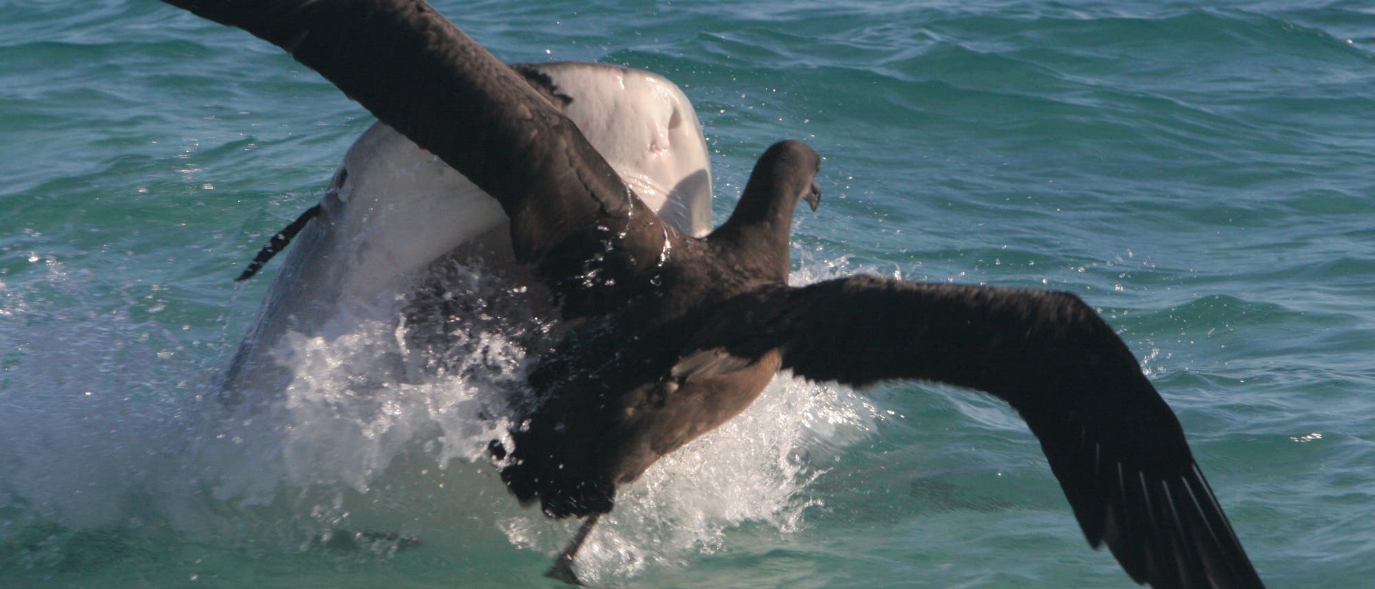 Ein gro&szlig;er Vogel fliegt knapp &uuml;ber der Wasseroberfl&auml;che, w&auml;hrend ein Hai aus dem Wasser springt. Der Vogel breitet seine Fl&uuml;gel weit aus, und das Wasser spritzt um den Hai herum. Die Szene spielt sich in einem klaren, blauen Meer ab.