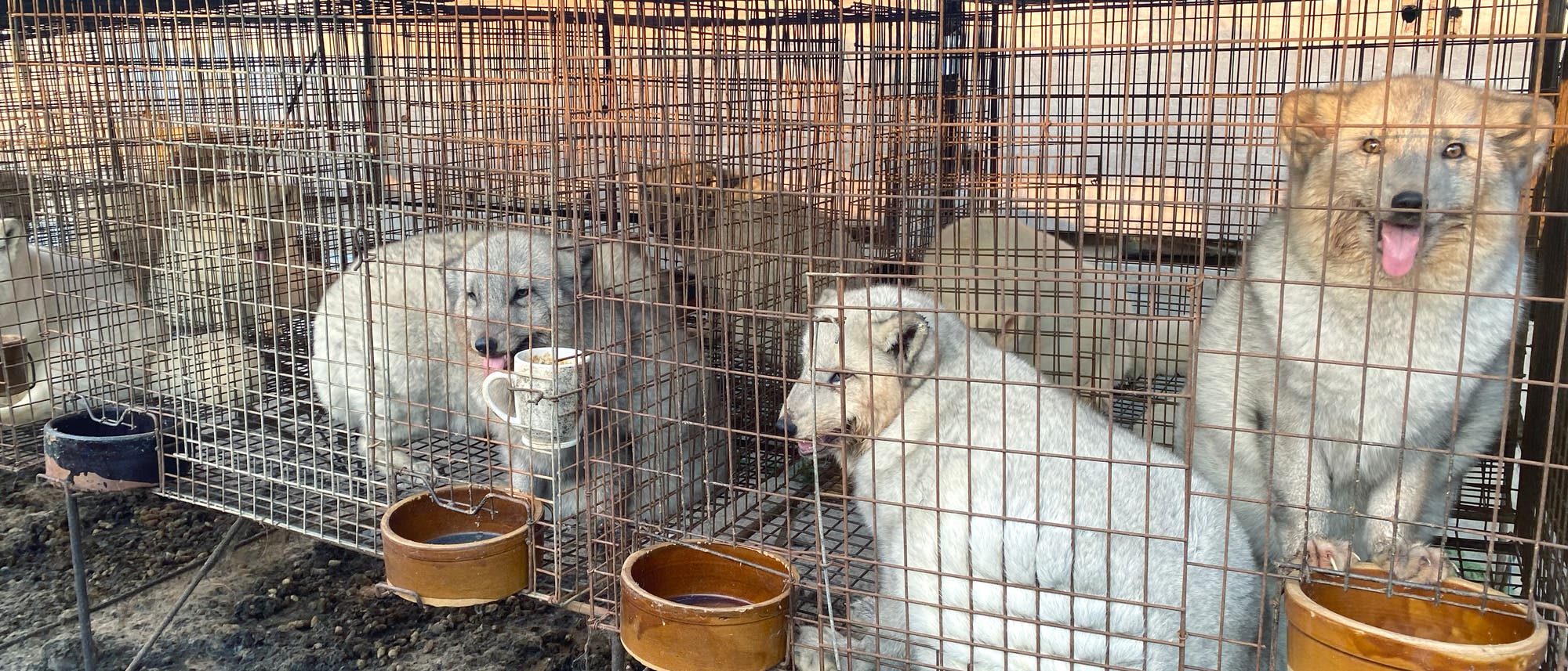 Das Bild zeigt Polarf&uuml;chse auf einer Farm in der chinesischen Provinz Liaoning. Die Tiere sind in auf engstem Raum in langen K&auml;figreihen untergebracht, mit Futtern&auml;pfen an den Vorderseiten ihrer K&auml;fige. Die Anlage wirkt provisorisch und schlecht gepflegt.