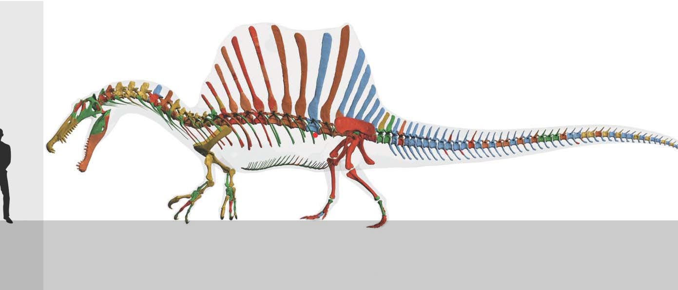 Spinosaurus aegyptiacus und Mensch