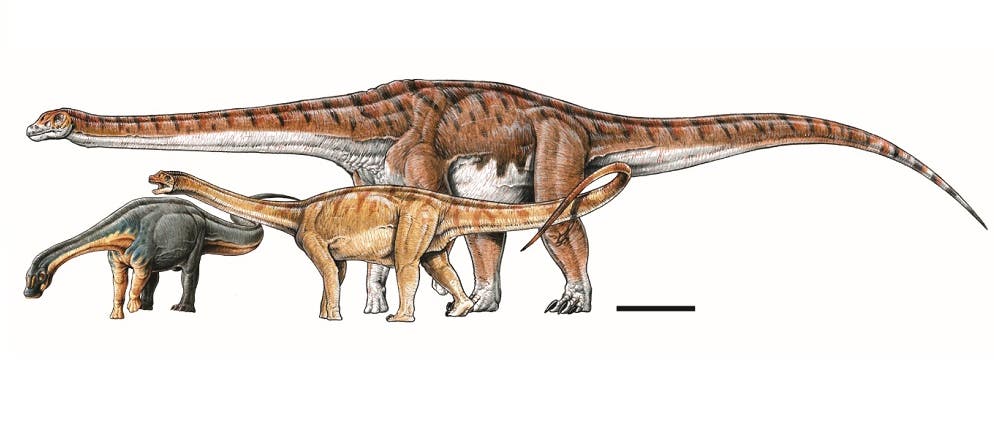 Illustration des neuen Titanosaurus verglichen mit verwandten, kleineren Arten