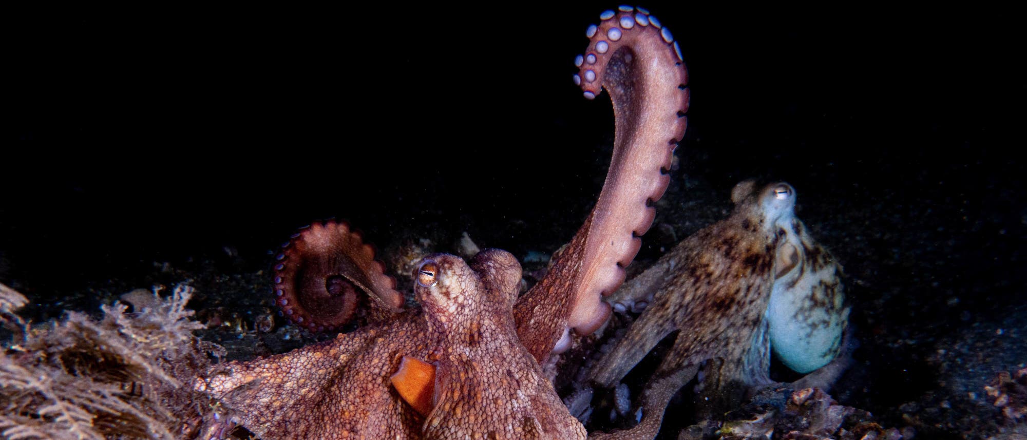 Zwei Kraken der Art Octopus americanus auf einem Meeresboden. Der vordere Oktopus hat einen ausgestreckten Arm und zeigt eine rötlich-braune Färbung. Der hintere Oktopus ist teilweise verdeckt und hat eine hellere Färbung. 