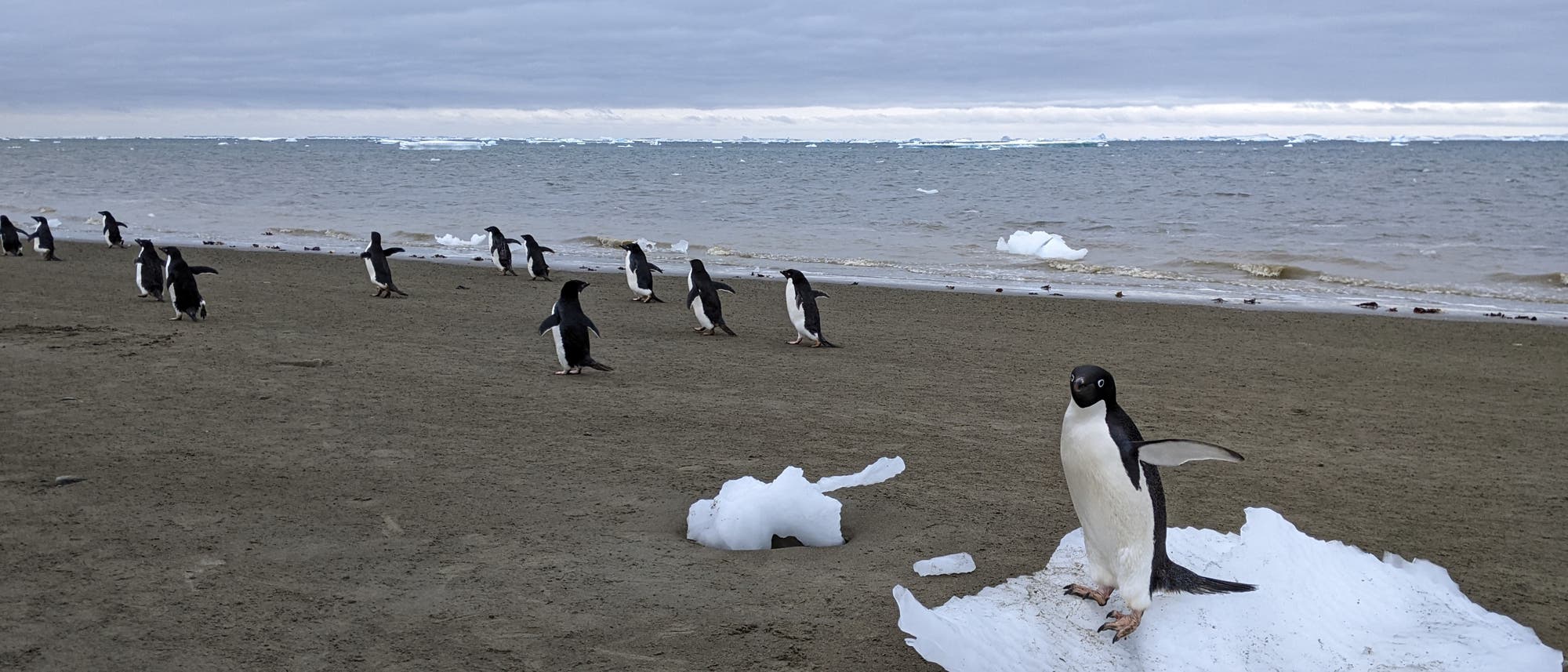 Eine Gruppe von Pinguinen steht auf einem sandigen Strand mit Blick auf das Meer. Im Vordergrund steht ein einzelner Pinguin auf einem kleinen Stück Eis. Der Himmel ist bewölkt, und im Hintergrund sind weitere Eisschollen im Wasser zu sehen. Die Szene vermittelt eine ruhige, natürliche Umgebung in einer kalten Küstenregion. Eine Gruppe von Pinguinen steht auf einem sandigen Strand mit Blick auf das Meer. Im Vordergrund steht ein einzelner Pinguin auf einem kleinen Stück Eis. Der Himmel ist bewölkt, und im Hintergrund sind weitere Eisschollen im Wasser zu sehen. Die Szene vermittelt eine ruhige, natürliche Umgebung in einer kalten Küstenregion.
