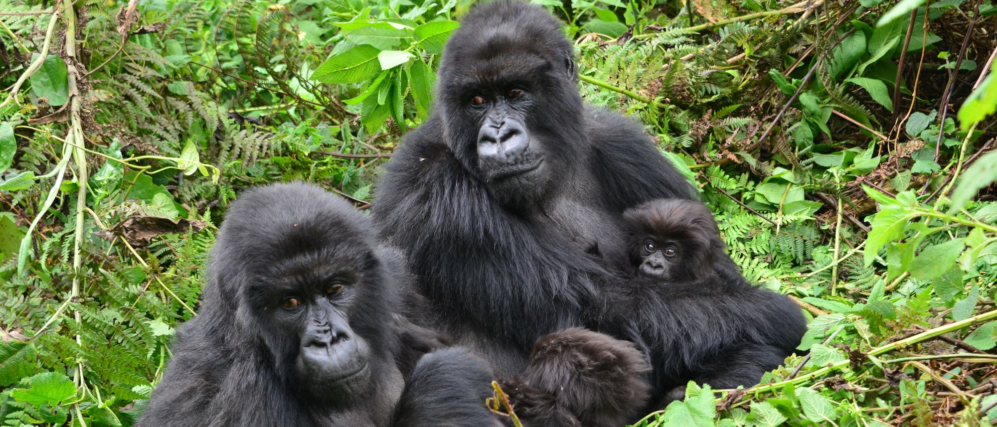Eine Gruppe von vier Gorillas sitzt in dichtem, gr&uuml;nem Dschungel. Zwei erwachsene und zwei Jungtiere sind zu sehen. Die Umgebung ist &uuml;ppig und voller Pflanzen.