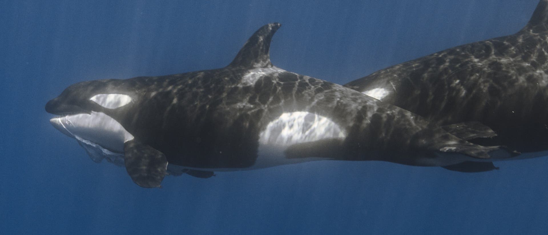 Zwei schwarzweiße Schwertwale schwimmen von rechts nach links durch das tiefblaue Wasser. Vom hinteren Tier ist nur ein Teil des Körpers zu sehen, der Kopf wird vom vorderen Artgenossen verdeckt. Dieser trägt Beutereste im Maul davon.