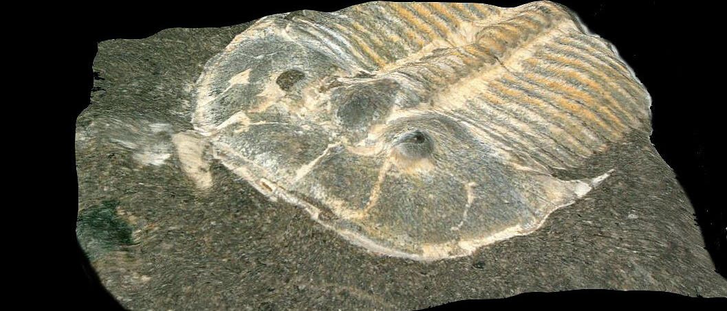 Trilobit der Art Aulacopleura koninckii. Das Fossil des Gliederfüßers ist 429 Millionen Jahre alt.