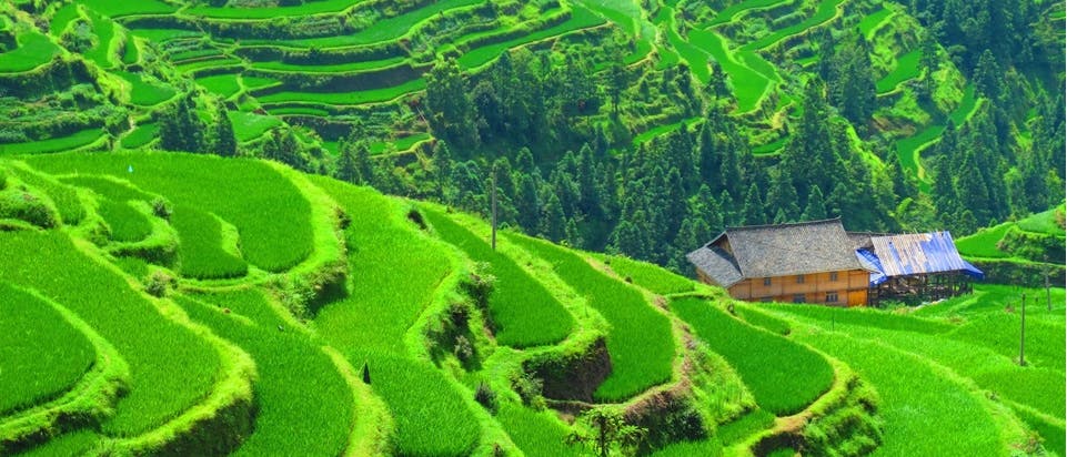 Reisanbau in China 