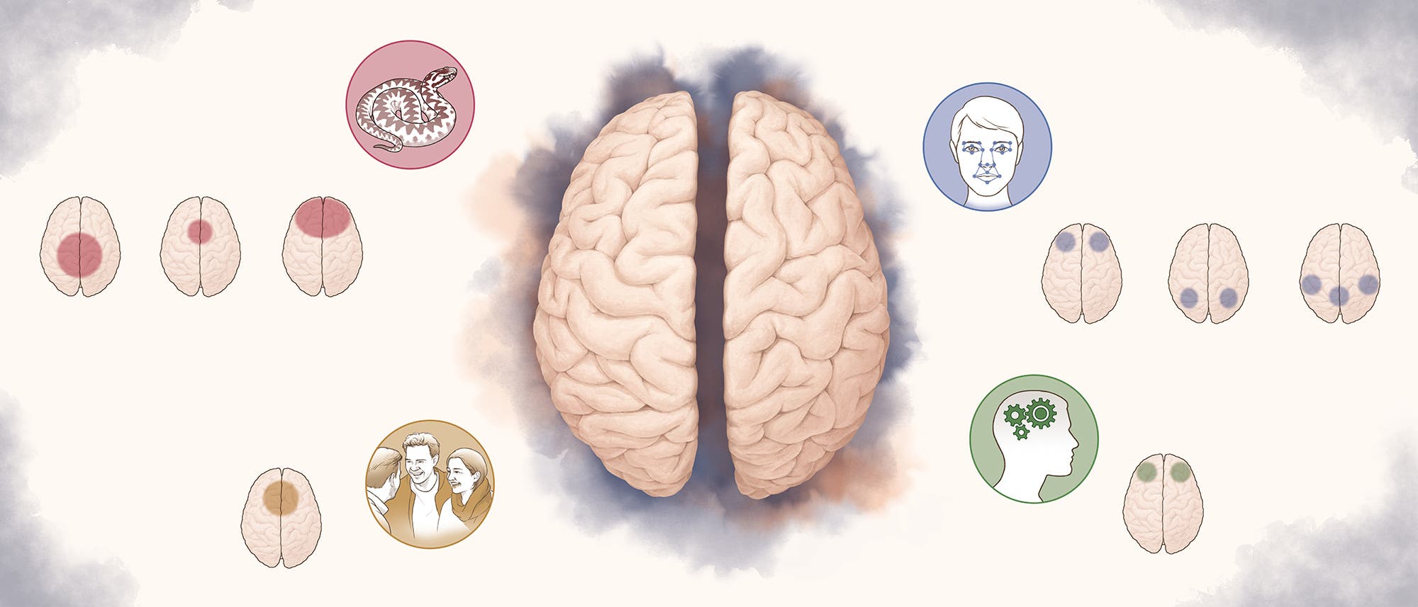 Eine wissenschaftliche Abbildung zeigt ein anatomisches Diagramm des menschlichen Gehirns. Im Zentrum ist eine detaillierte Darstellung des Gehirns zu sehen. Um das zentrale Bild herum sind kleinere Diagramme angeordnet, die verschiedene Gehirnregionen mit farbigen Markierungen darstellen. Diese Markierungen sind mit Symbolen und Illustrationen verbunden, die auf unterschiedliche Funktionen oder Zust&auml;nde hinweisen, wie z.B. ein Zahnrad im Kopfprofil, ein Schlangenmotiv und ein menschliches Gesicht. Die Abbildung veranschaulicht die funktionale Spezialisierung und m&ouml;gliche Einfl&uuml;sse auf das Gehirn.