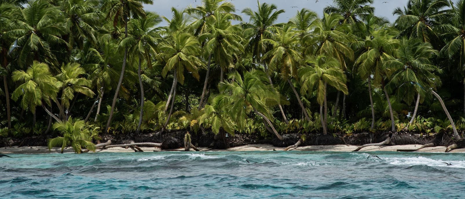 Blick vom Meer auf eine tropische Insel, über der zahlreiche Seevögel am bedeckten Himmel fliegen. Der helle Strand wird von zahlreichen Palmen gesäumt, im Vordergrund rollen sanfte Wellen über das blaue Meer.