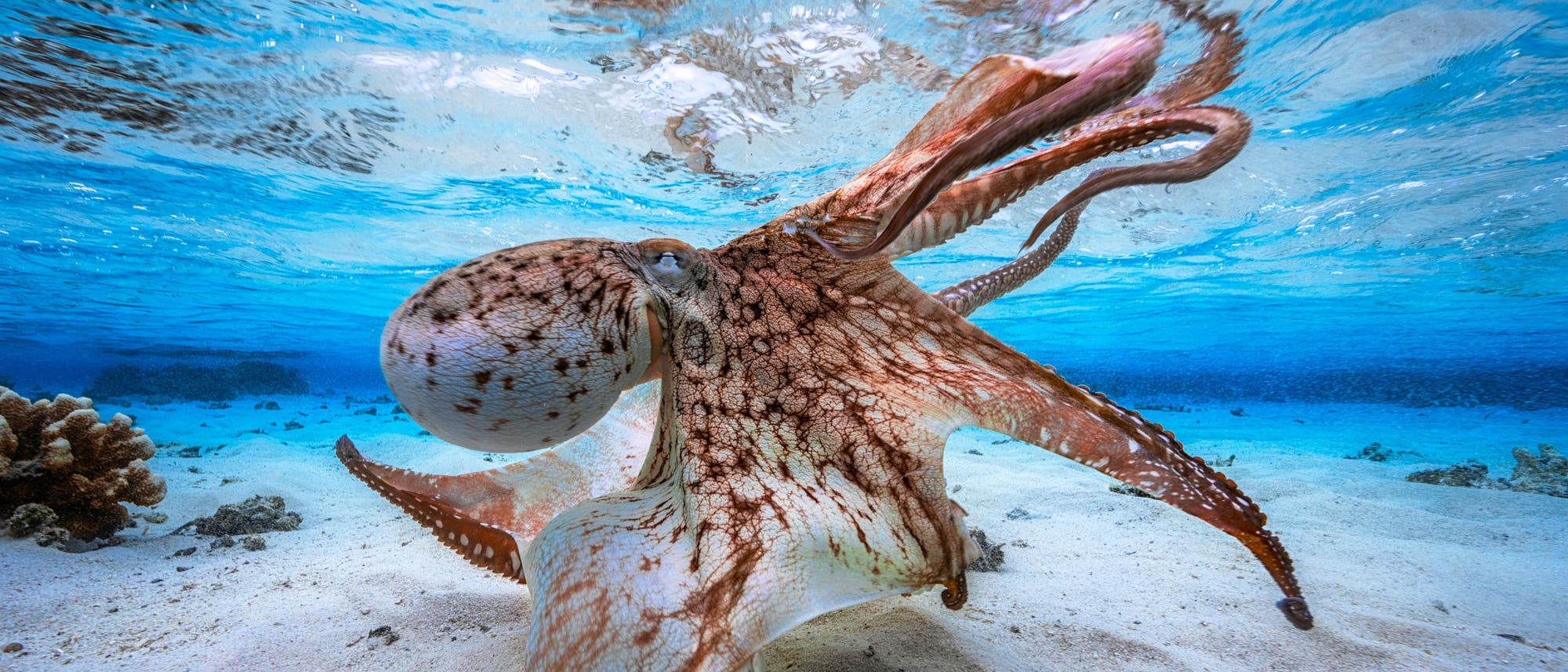 Ein Oktopus bewegt sich über den sandigen Meeresboden in klarem, blauem Wasser. Die Tentakel sind weit ausgebreitet, und die Haut zeigt ein Muster aus braunen und weißen Flecken. Im Hintergrund sind Korallen und Felsen zu sehen. Die Lichtbrechung an der Wasseroberfläche erzeugt ein schimmerndes Muster. Ein Oktopus bewegt sich über den sandigen Meeresboden in klarem, blauem Wasser. Die Tentakel sind weit ausgebreitet, und die Haut zeigt ein Muster aus braunen und weißen Flecken. Im Hintergrund sind Korallen und Felsen zu sehen. Die Lichtbrechung an der Wasseroberfläche erzeugt ein schimmerndes Muster.