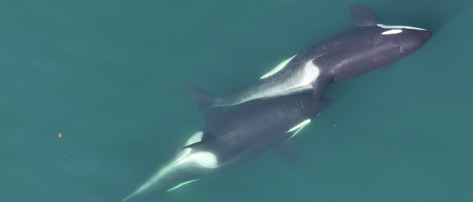 Zwei Orcas schwimmen dicht nebeneinander in klarem, türkisfarbenem Wasser. Die schwarz-weißen Muster der Wale sind deutlich sichtbar. Die Szene vermittelt Ruhe und die natürliche Schönheit der Meeressäuger.