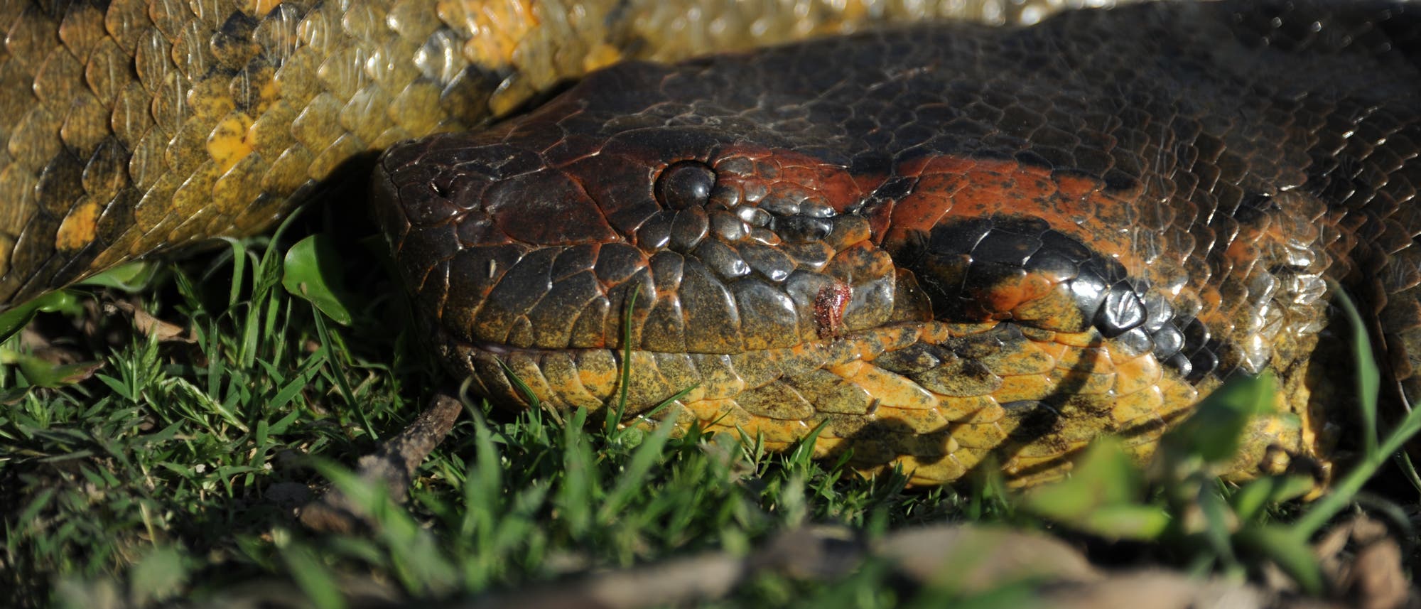 Detailaufnahme des Kopfes der neuen Anakonda-Art: Der Schädel ist gelblich-dunkelbraun-rötlich gefärbt und besitzt ein schwarzes Auge