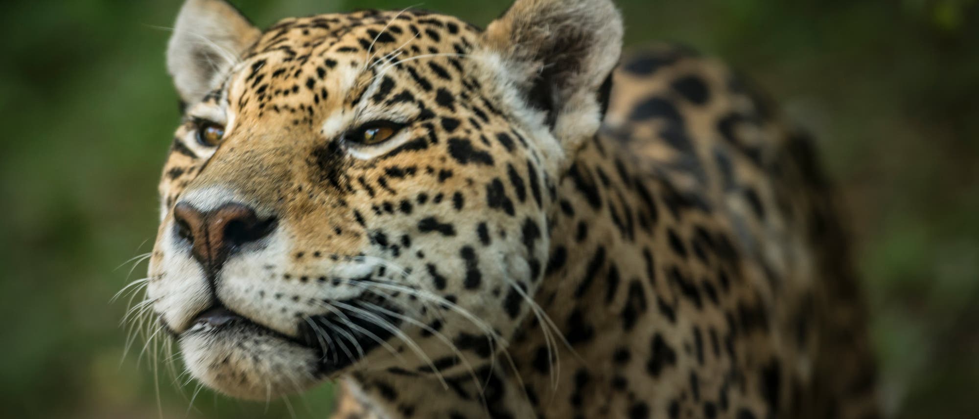 Jaguare - mit Lianenhalluzinogen zum Totemtier