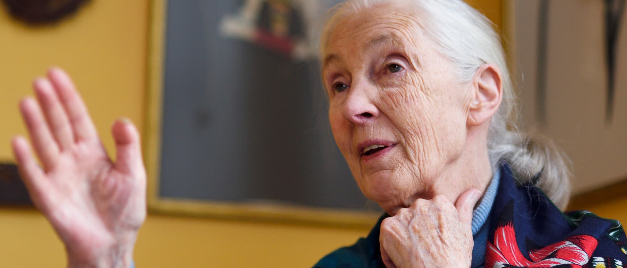 Jane Goodall ist die berühmteste Schimpansenforscherin der Welt. 25 Jahre lang untersuchte sie das Verhalten dieser Menschenaffen.