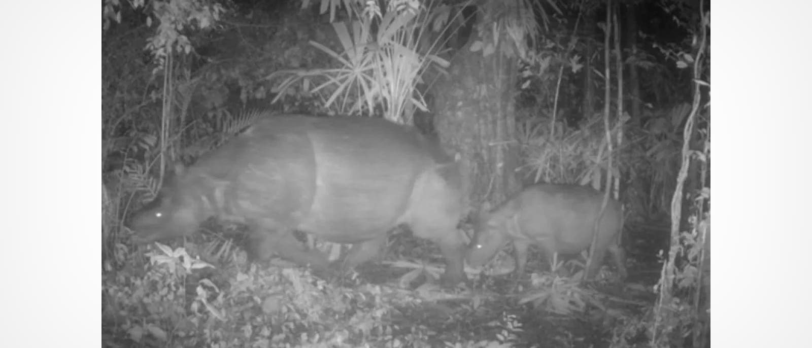 Eine n&auml;chtliche Wildkameraaufnahme zeigt zwei Nash&ouml;rner, die durch einen dichten Dschungel streifen. Die Umgebung ist von &uuml;ppiger Vegetation mit hohen Gr&auml;sern und B&auml;umen gepr&auml;gt. Die Nash&ouml;rner sind in Bewegung, wobei das gr&ouml;&szlig;ere Tier vorne und das kleinere dahinter zu sehen ist. Die Aufnahme ist in Graustufen gehalten, was auf die n&auml;chtlichen Lichtverh&auml;ltnisse hinweist.