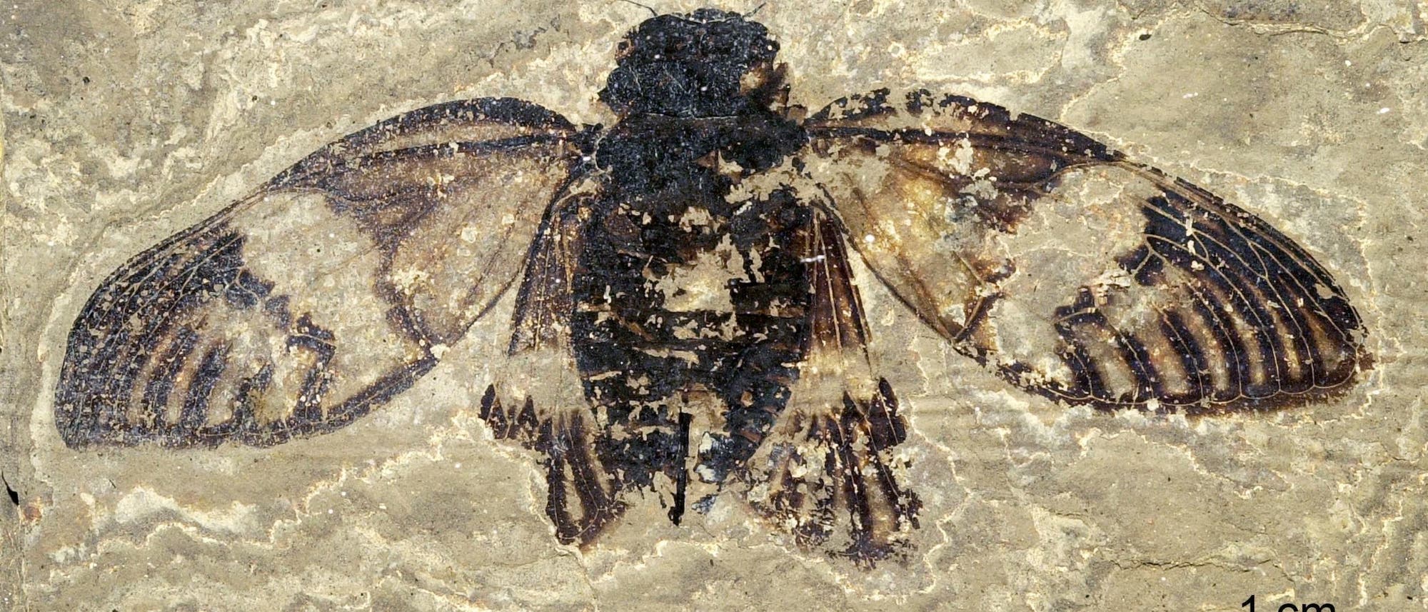 Fossil einer Zikade, eingebettet in helles Gestein. Die Flügel sind ausgebreitet und zeigen detaillierte Adern. Die dunklen Bereiche des Fossils heben sich deutlich vom umgebenden Material ab.