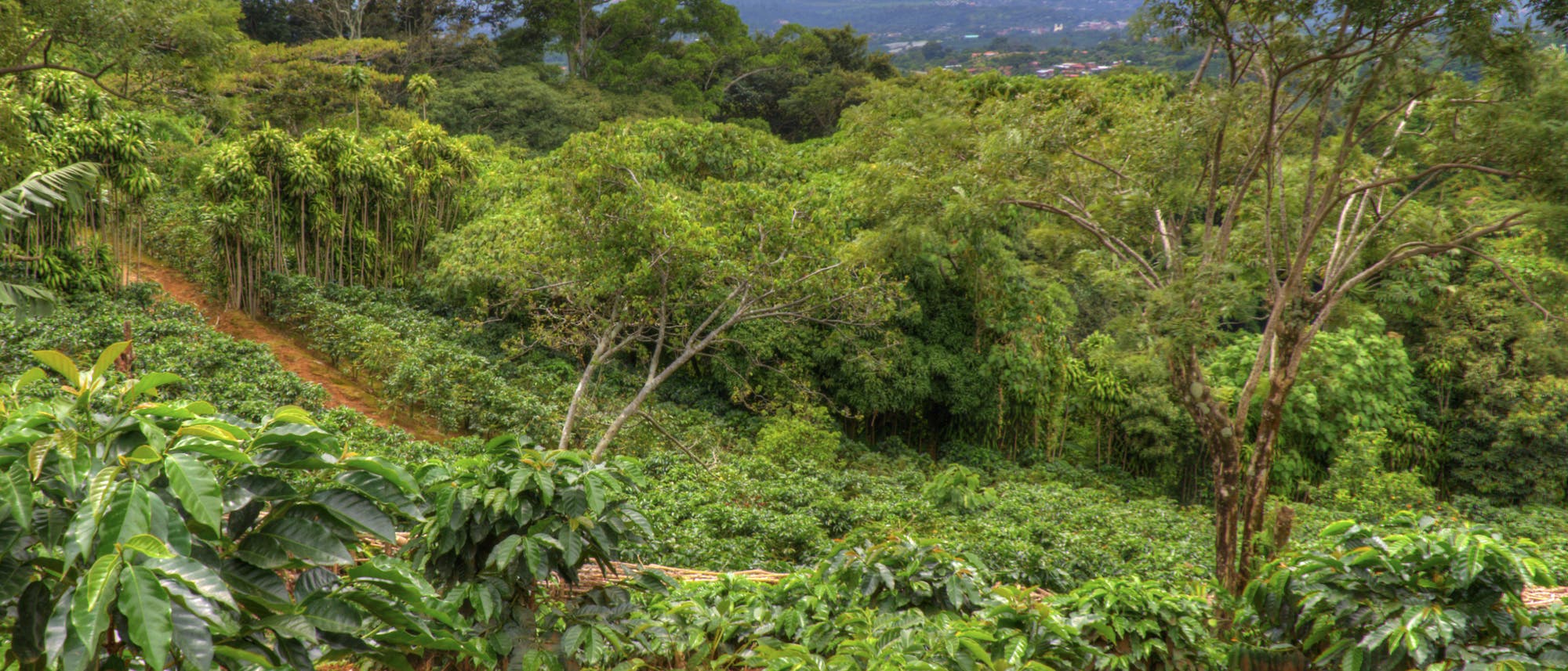 Kaffeeanbau im Regenwald