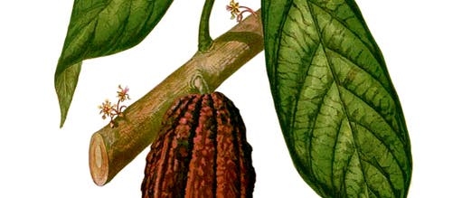 Die Kakaopflanze