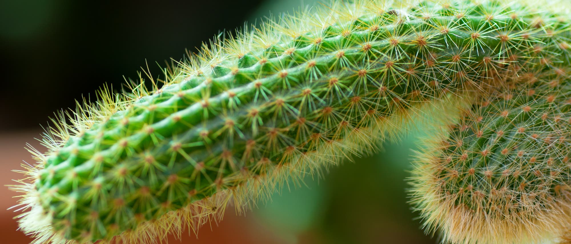 Ein Kaktus, der ein bisschen wie ein Phallus aussieht