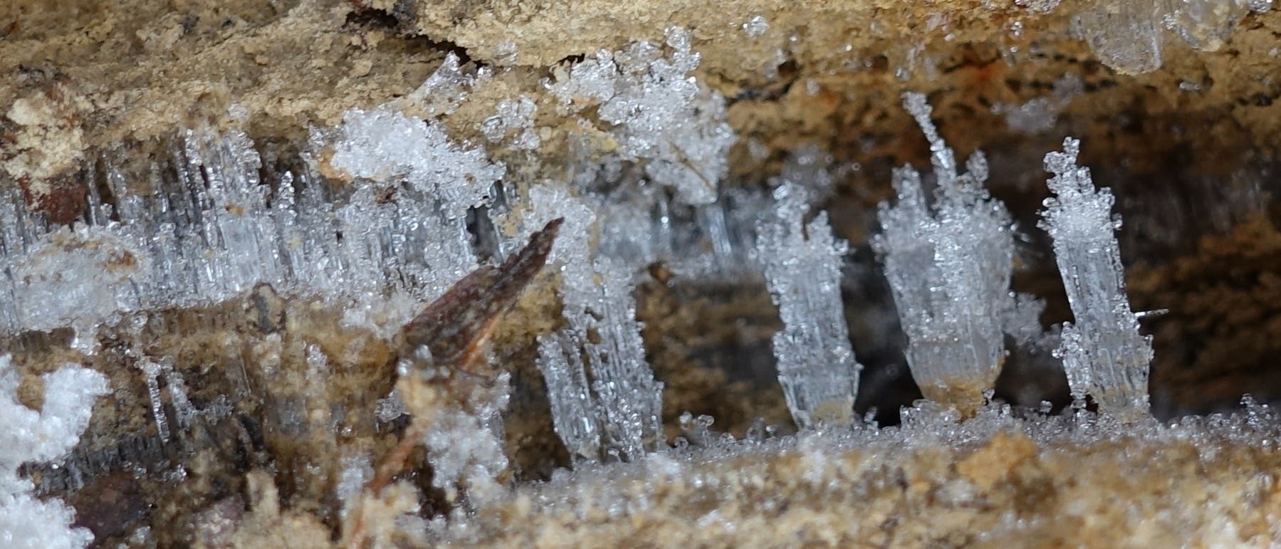 An einem feuchten Hang streben aus sandiger, teilweise lehmhaltiger Erde dünne Stränge aus Eis empor.
