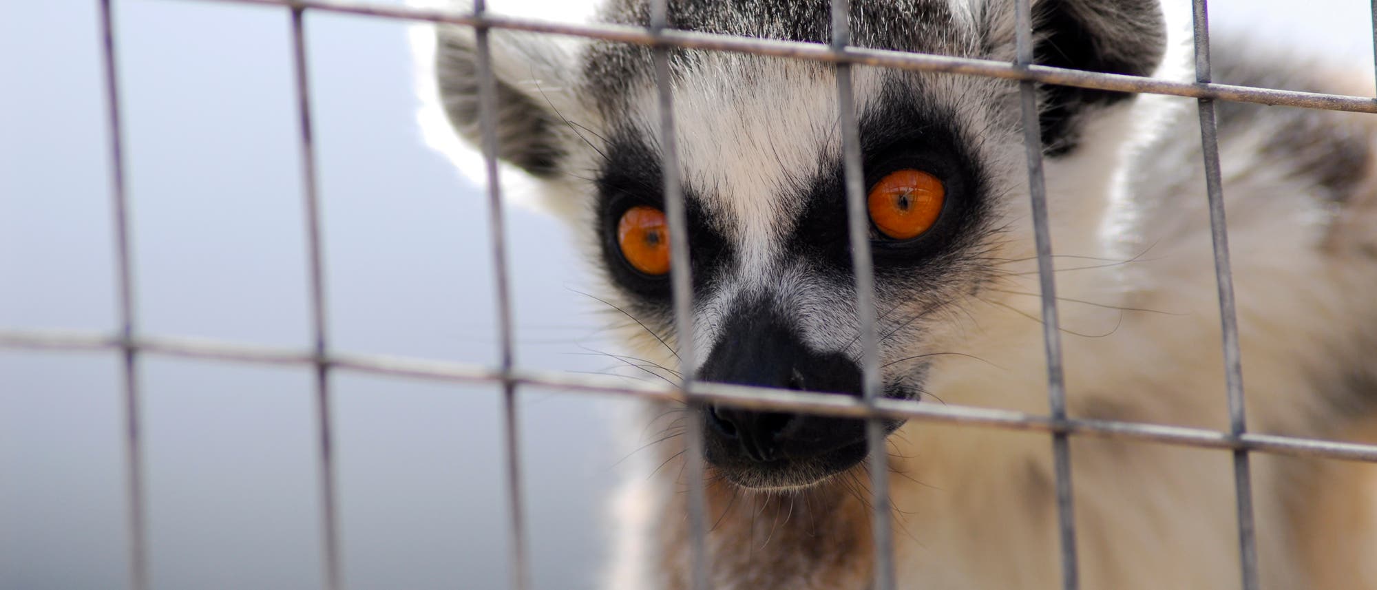 Auch die possierlichen Kattas aus Madagaskar werden gehandelt