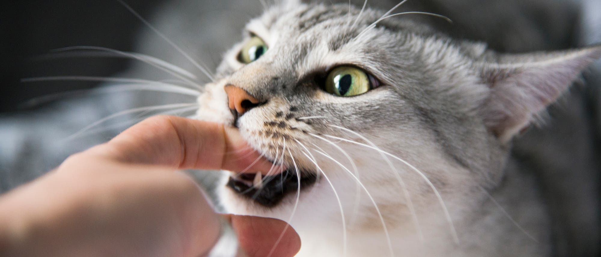 Manche Katzen haben ihre Besitzer zum Fressen gern