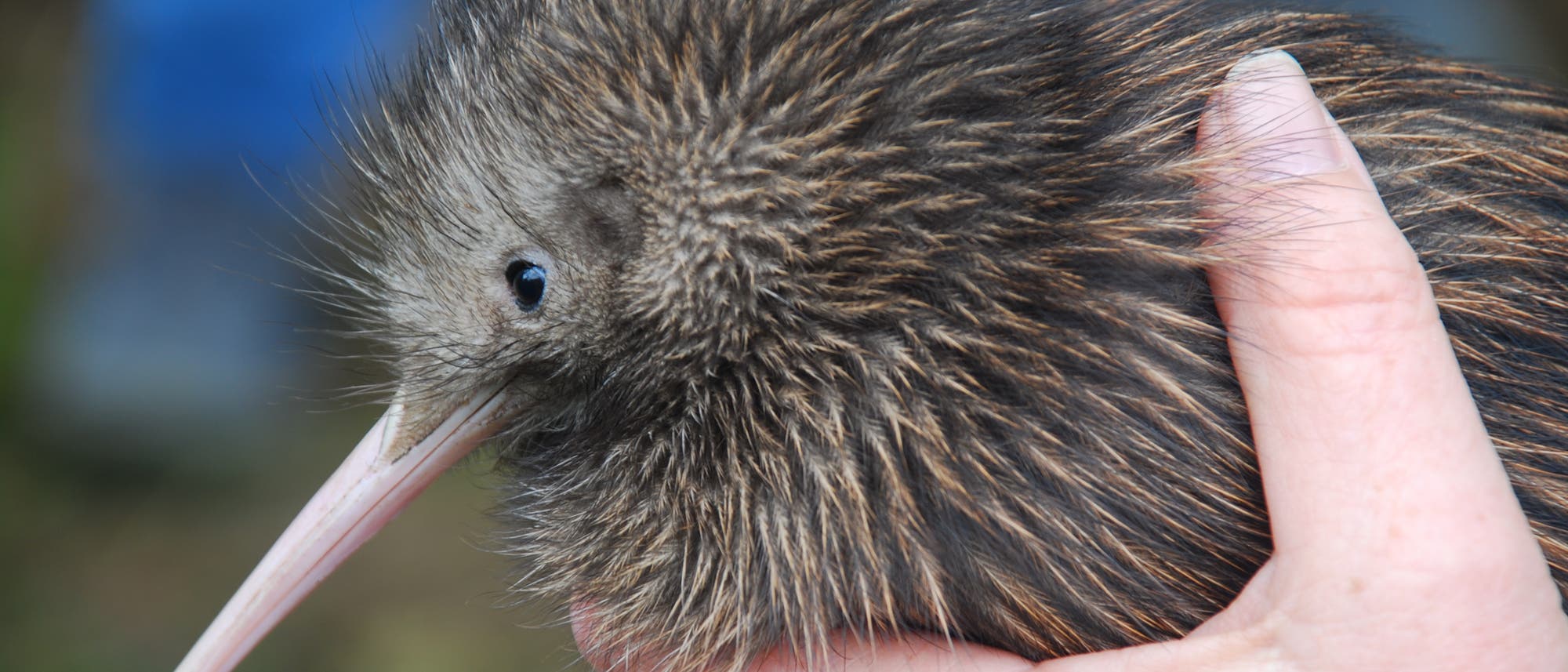 Kiwi in der Hand eines Forschers
