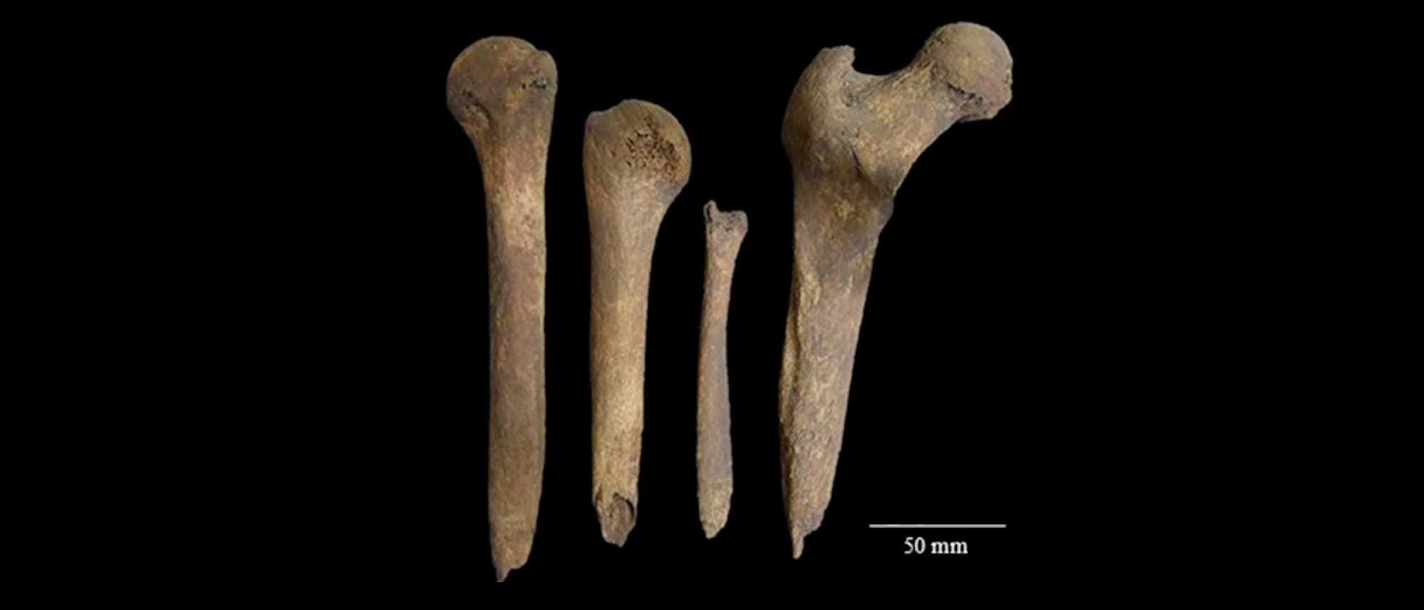 Vier fossile Knochen unterschiedlicher Größe und Form sind auf einem schwarzen Hintergrund angeordnet. Die Knochen variieren in Länge und Dicke und zeigen unterschiedliche Abnutzungsgrade. Rechts unten befindet sich eine Maßstabsleiste mit der Aufschrift „50 mm“, die als Referenz für die Größe der Knochen dient. Vier fossile Knochen unterschiedlicher Größe und Form sind auf einem schwarzen Hintergrund angeordnet. Die Knochen variieren in Länge und Dicke und zeigen unterschiedliche Abnutzungsgrade. Rechts unten befindet sich eine Maßstabsleiste mit der Aufschrift „50 mm“, die als Referenz für die Größe der Knochen dient.