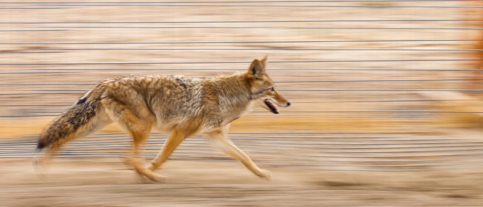 Rennender Kojote