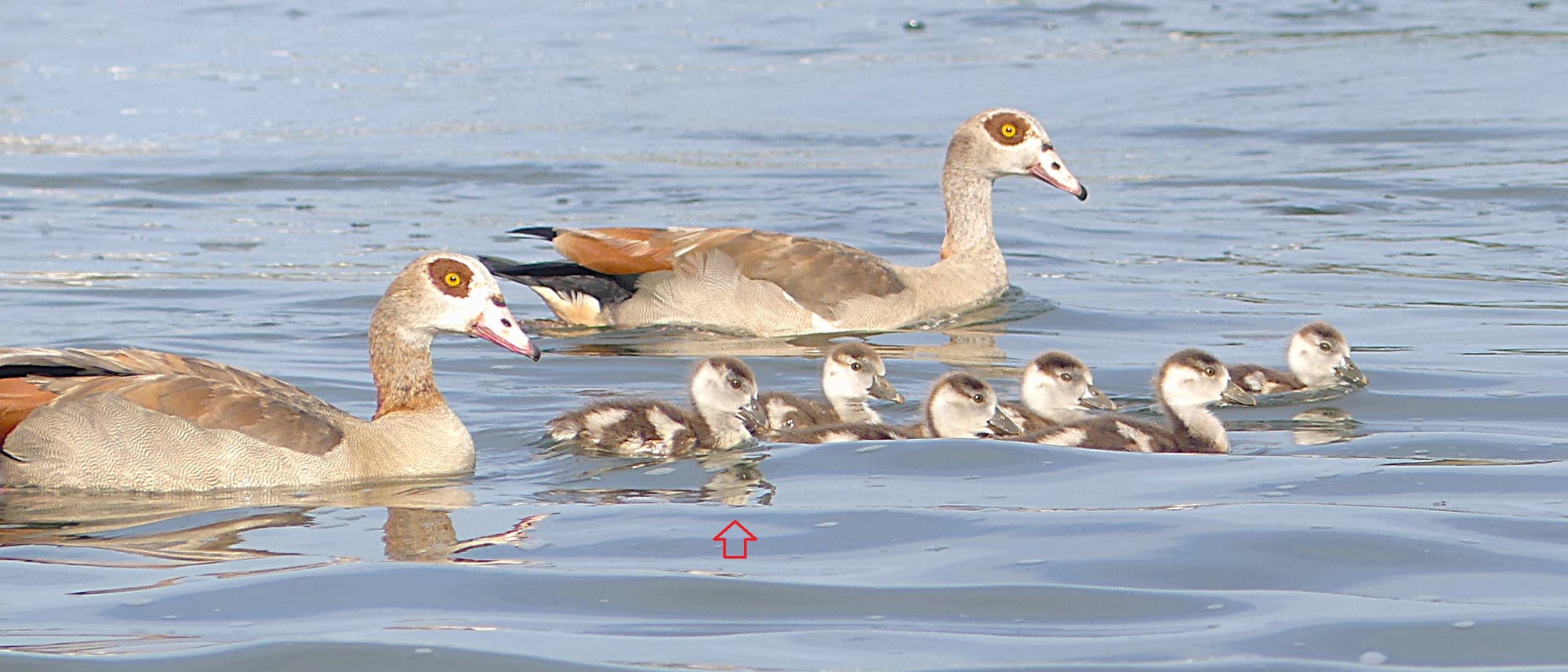 Eine Gruppe von Nilg&auml;nsen schwimmt auf einem ruhigen Gew&auml;sser. Zwei erwachsene G&auml;nse begleiten mehrere K&uuml;ken ganz in ihrer N&auml;he. Die V&ouml;gel sind in nat&uuml;rlichen Braunt&ouml;nen gef&auml;rbt, und das Wasser reflektiert das Sonnenlicht. Eine rote Pfeilmarkierung zeigt auf eines der K&uuml;ken.