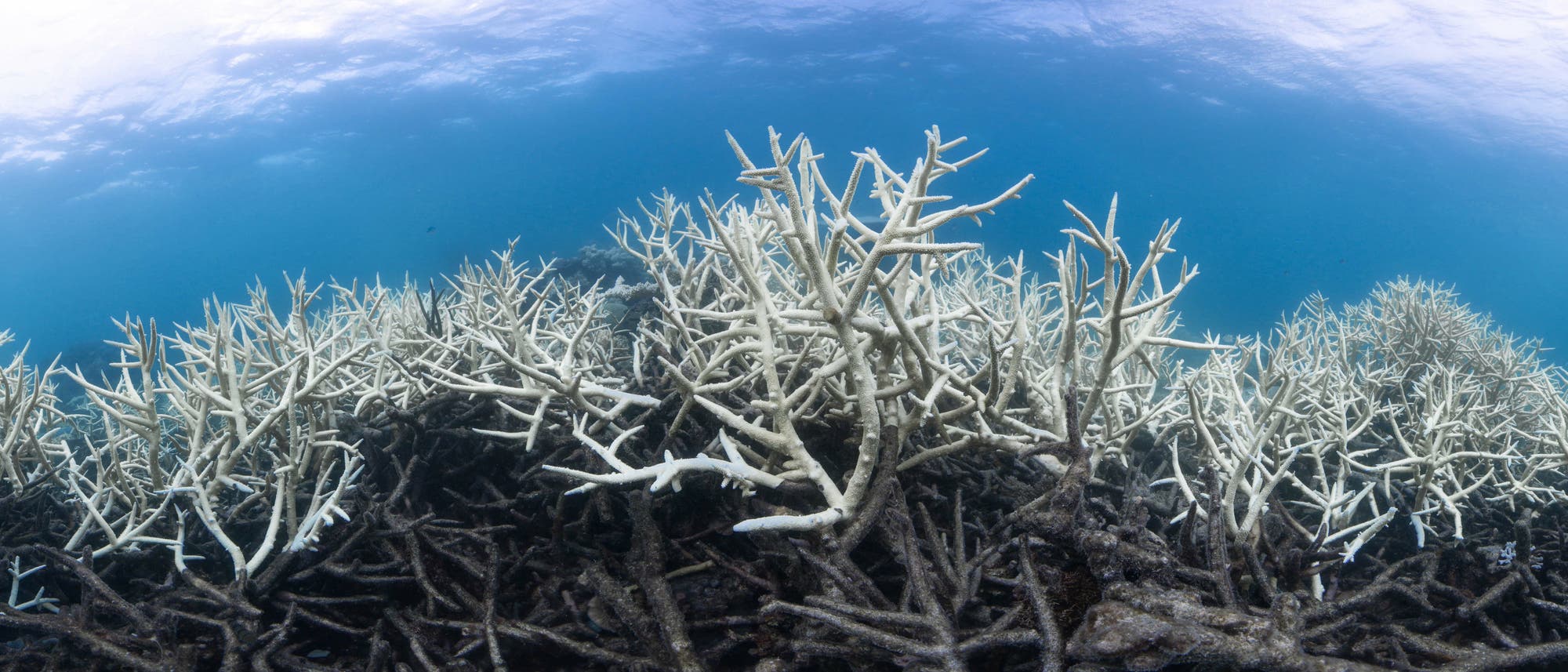 Todeszone im australischen Great Barrier Reef
