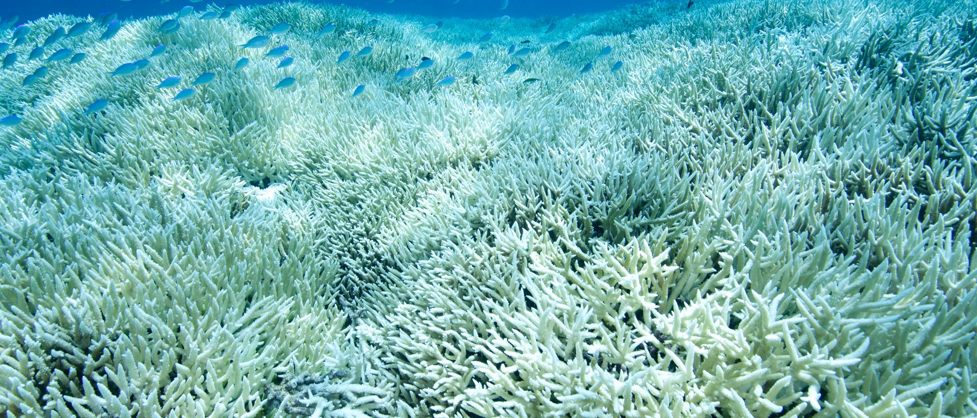 Die Erwärmung der Meere lässt Korallen erbleichen