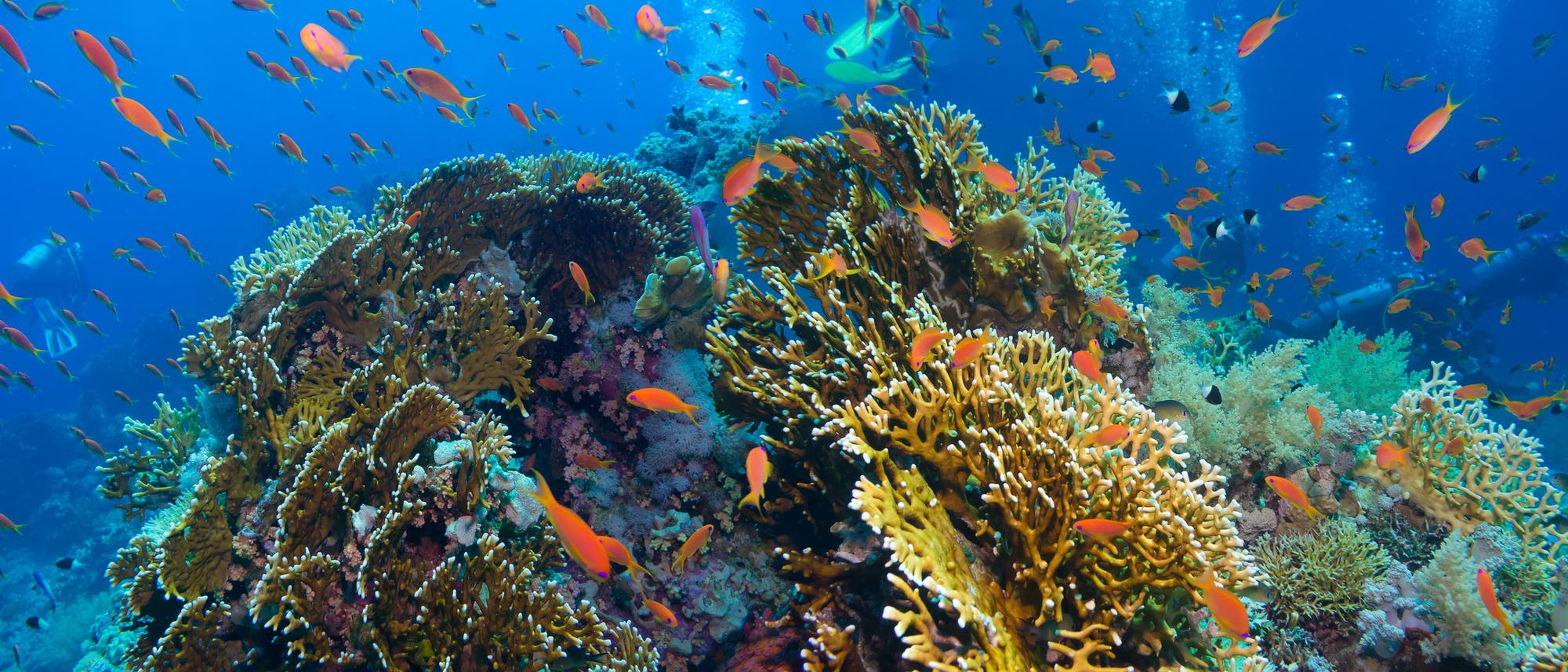 Gesundes Korallenriff (Symbolbild)
