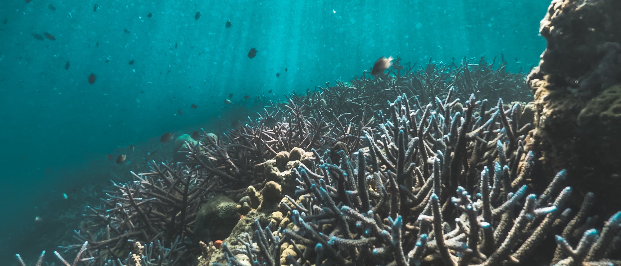 Korallen könnten das sechste Massenaussterben überleben.