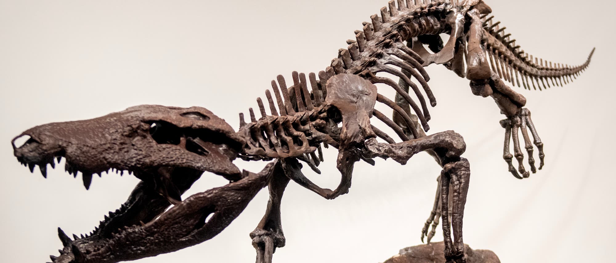 Ein vollständiges fossiles Skelett, das auf einem Sockel ausgestellt ist. Der Schädel ist groß und mit scharfen Zähnen versehen. Die Wirbelsäule verläuft entlang des Rückens bis zum langen Schwanz. Die Vorderbeine sind klein, während die Hinterbeine kräftig und stabil wirken. Das Skelett ist in einer dynamischen, vorwärts geneigten Position dargestellt. Der Hintergrund ist neutral, um den Fokus auf das Skelett zu lenken. Ein vollständiges fossiles Skelett, das auf einem Sockel ausgestellt ist. Der Schädel ist groß und mit scharfen Zähnen versehen. Die Wirbelsäule verläuft entlang des Rückens bis zum langen Schwanz. Die Vorderbeine sind klein, während die Hinterbeine kräftig und stabil wirken. Das Skelett ist in einer dynamischen, vorwärts geneigten Position dargestellt. Der Hintergrund ist neutral, um den Fokus auf das Skelett zu lenken.