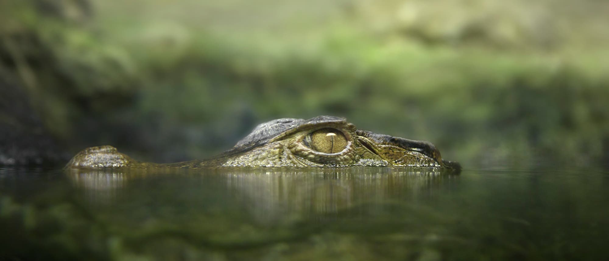 Ein Krokodil lauert halb abgetaucht auf Beute