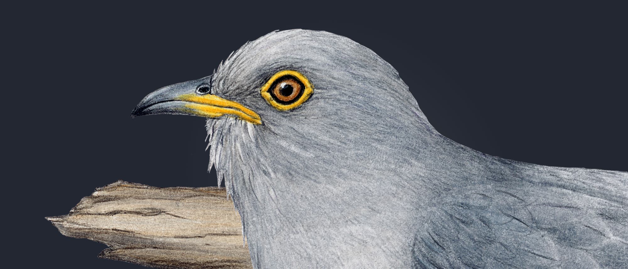 Eine detaillierte Illustration eines Kuckucks, der auf einem Ast sitzt. Der Vogel hat graue Federn mit einem leicht bläulichen Schimmer und gelbe Augen. Die Flügel sind lang und schmal, und der Schwanz ist ebenfalls lang. Der Ast ist braun und knorrig. Die Darstellung betont die natürlichen Farben und die Struktur des Vogels. Eine detaillierte Illustration eines Kuckucks, der auf einem Ast sitzt. Der Vogel hat graue Federn mit einem leicht bläulichen Schimmer und gelbe Augen. Die Flügel sind lang und schmal, und der Schwanz ist ebenfalls lang. Der Ast ist braun und knorrig. Die Darstellung betont die natürlichen Farben und die Struktur des Vogels.