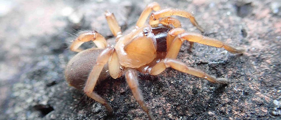 Eine Nahaufnahme einer braunen Spinne auf einem felsigen Untergrund. Die Spinne hat einen glänzenden Körper und acht Beine, die sich über die raue Oberfläche erstrecken. Es gibt keinen Text im Bild. Eine Nahaufnahme einer braunen Spinne auf einem felsigen Untergrund. Die Spinne hat einen glänzenden Körper und acht Beine, die sich über die raue Oberfläche erstrecken. Es gibt keinen Text im Bild.