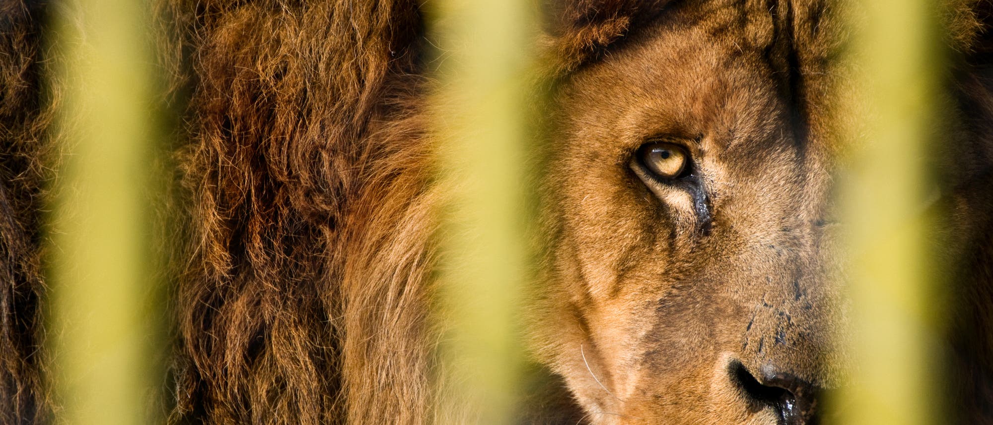 Überleben Löwen bald nur noch im Zoo?