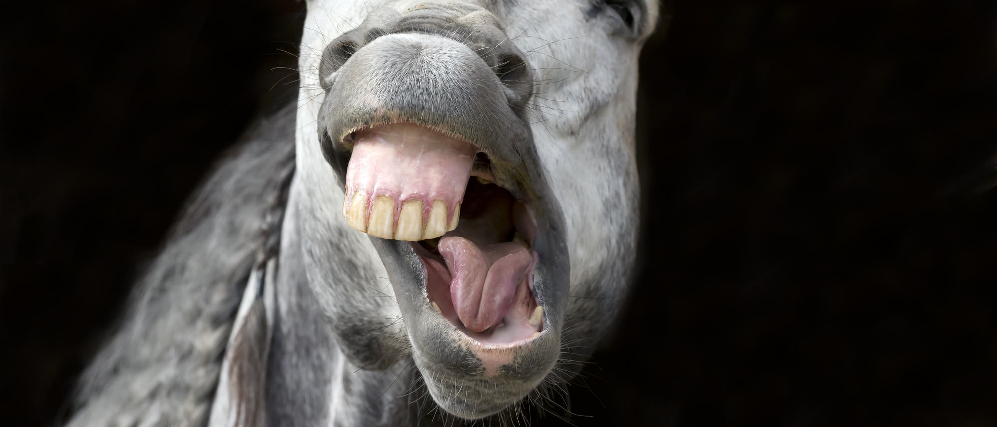 "Lachendes" Pferd macht eine Grimasse