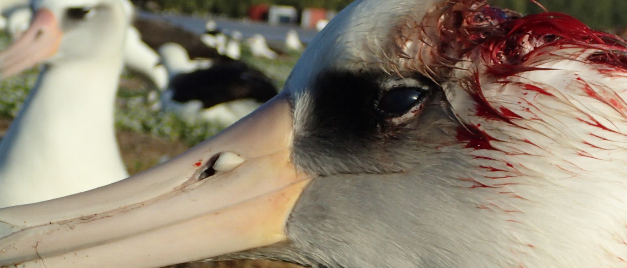 Laysan-Albatros mit Blut am Kopf