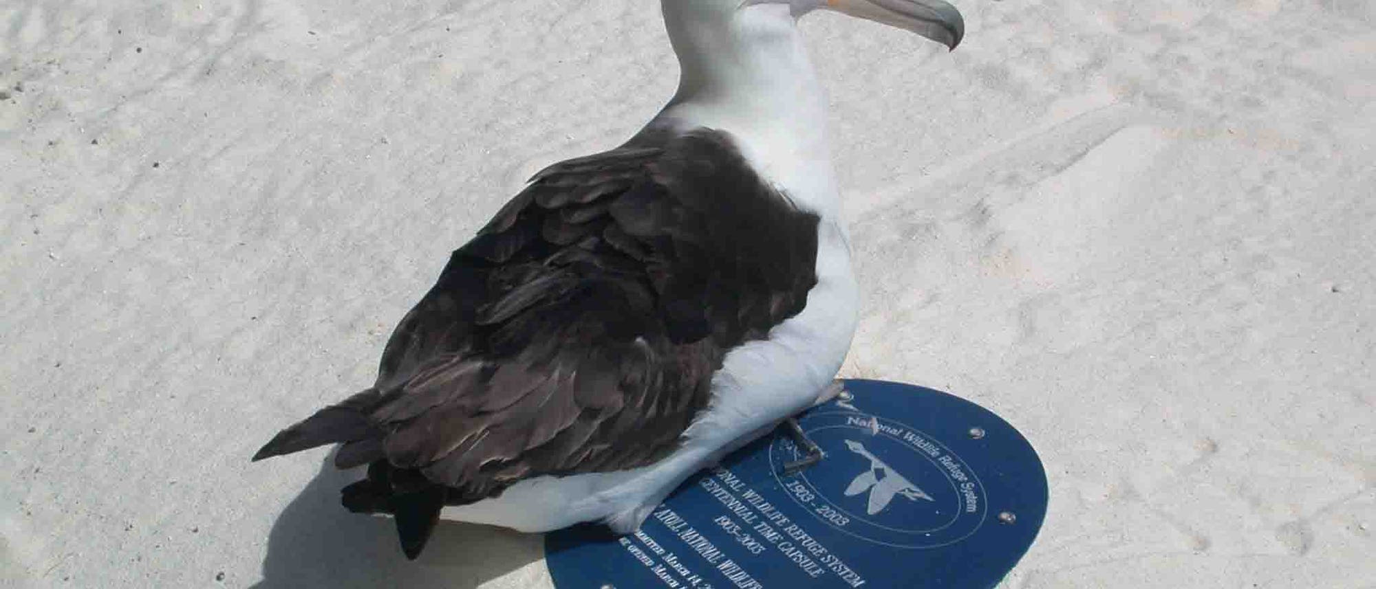 Laysan-Albatros