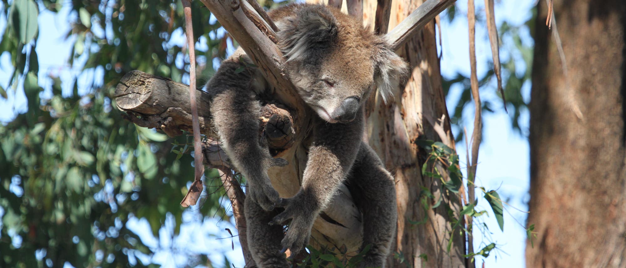 Ein Koala schl&auml;ft auf einem Ast eines Eukalyptusbaums. Der Koala hat seine Augen geschlossen und h&auml;ngt entspannt zwischen den &Auml;sten. Im Hintergrund sind gr&uuml;ne Bl&auml;tter und der Stamm des Baumes zu sehen. Die Szene vermittelt Ruhe und die nat&uuml;rliche Umgebung des Tieres.