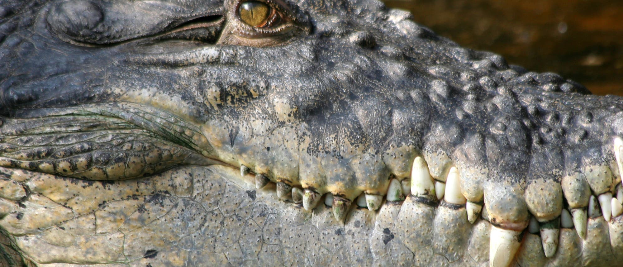 Heute gelten Leistenkrokodil aus Südostasien und Australien als die stärksten Krokodile. Gegen Purussaurus brasiliensis hätten sie keine Chance gehabt.