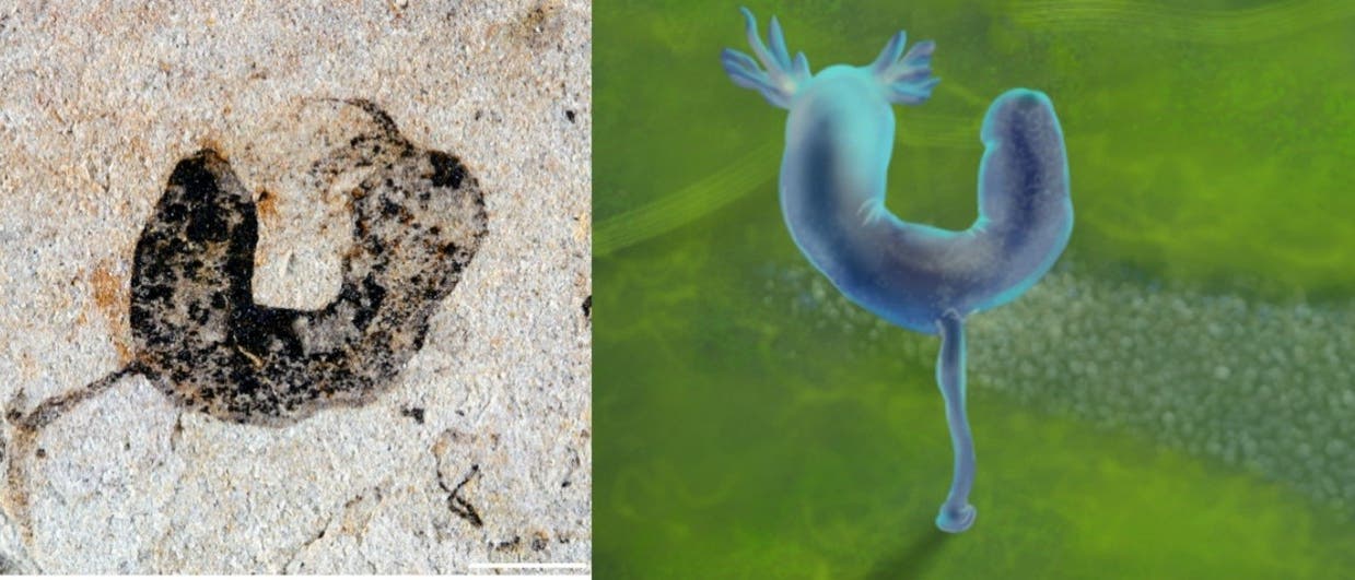 Ein Bild mit zwei nebeneinander angeordneten Darstellungen eines urzeitlichen Organismus. Links ist ein fossiles Abdruckbild auf einem hellen Gestein zu sehen, das die Form des Organismus zeigt. Rechts ist eine k&uuml;nstlerische Rekonstruktion desselben Organismus in bl&auml;ulichen T&ouml;nen vor einem gr&uuml;nen Hintergrund dargestellt. Der Organismus hat eine U-Form mit tentakelartigen Strukturen an einem Ende. Die Abbildung veranschaulicht den Vergleich zwischen fossilem Fund und moderner Interpretation.