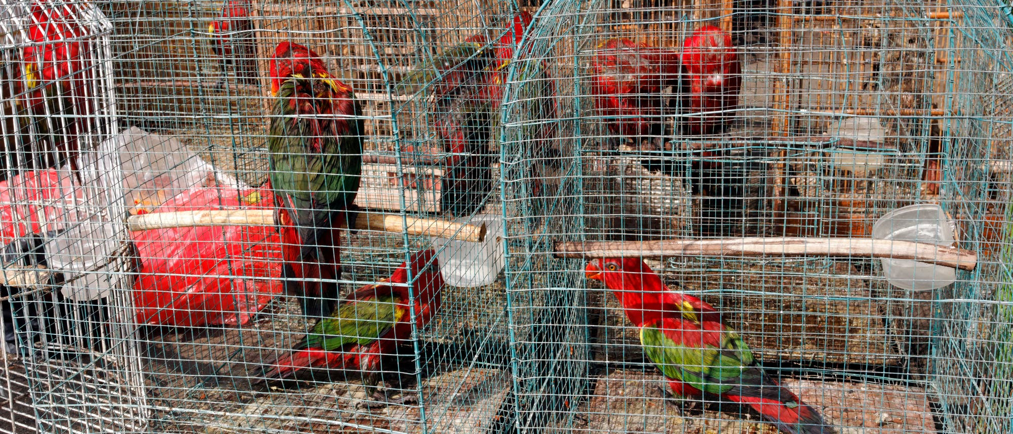 Bei diesen Papageien auf einem indonesischen Vogelmarkt handelt es sich um geschützte Arten, ihr Verkauf ist verboten. Aber nur in der Theorie: Der Handel wird nicht geahndet.