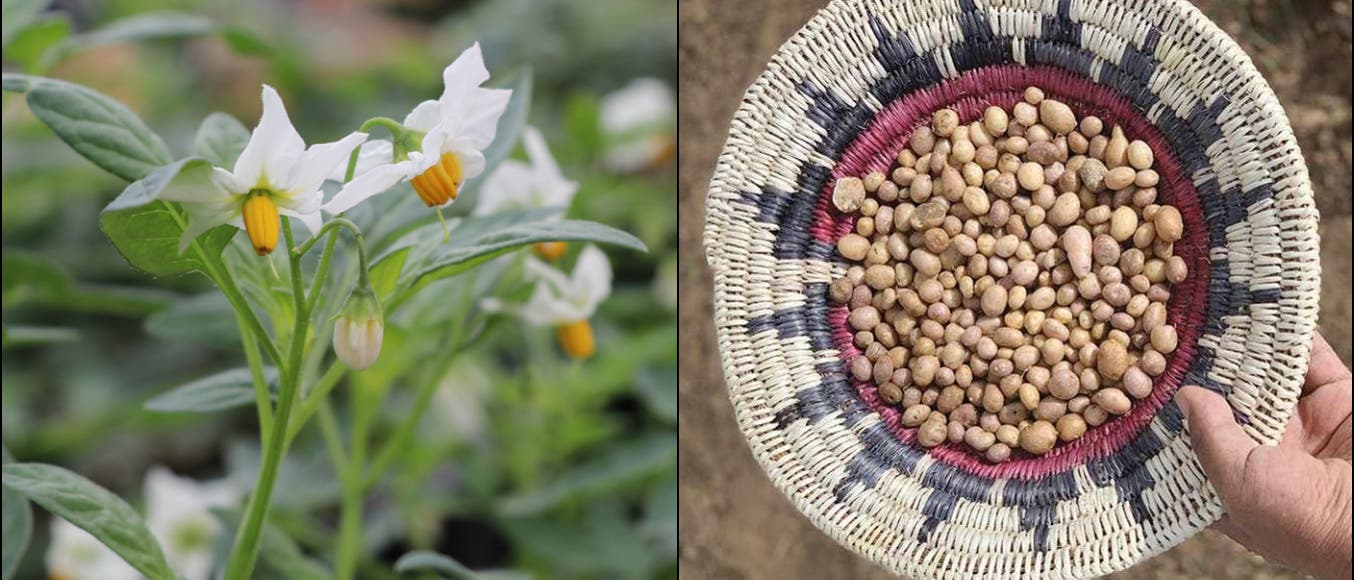 Eine zweigeteilte Fotografie: Links sind wei&szlig;e Bl&uuml;ten einer Pflanze mit gelben Staubbl&auml;ttern und gr&uuml;nen Bl&auml;ttern zu sehen, die in einem Garten wachsen. Rechts h&auml;lt eine Hand einen geflochtenen Korb, der mit kleinen, runden Kartoffeln gef&uuml;llt ist. Der Hintergrund ist unscharf und zeigt Erde.