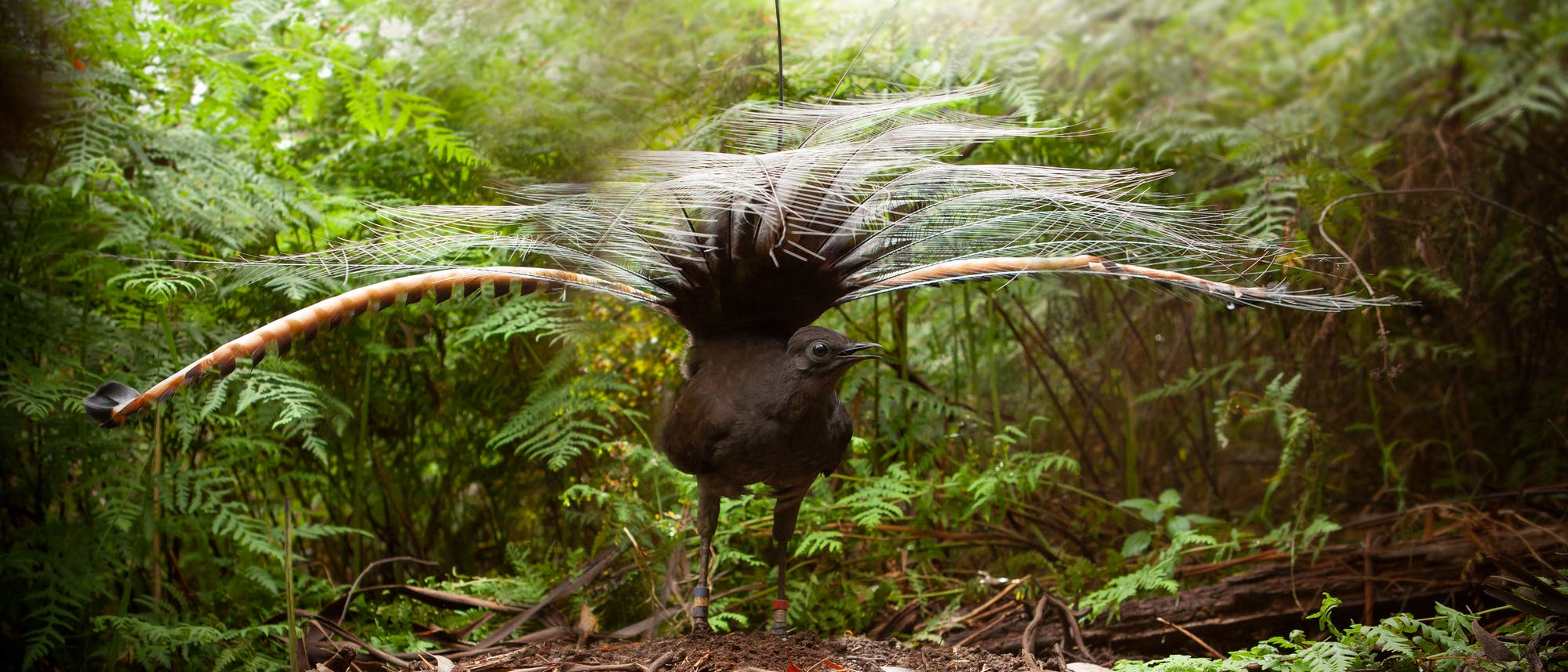 Ein prächtiger Leierschwanzvogel steht auf dem Waldboden, umgeben von üppigem Grün. Der Vogel hat seine beeindruckenden Schwanzfedern in einem auffälligen Fächer ausgebreitet, der an ein kunstvolles Federkleid erinnert. Die Szene ist in einem dichten Waldgebiet aufgenommen, das von Farnen und anderen Pflanzen umgeben ist. Ein prächtiger Leierschwanzvogel steht auf dem Waldboden, umgeben von üppigem Grün. Der Vogel hat seine beeindruckenden Schwanzfedern in einem auffälligen Fächer ausgebreitet, der an ein kunstvolles Federkleid erinnert. Die Szene ist in einem dichten Waldgebiet aufgenommen, das von Farnen und anderen Pflanzen umgeben ist.