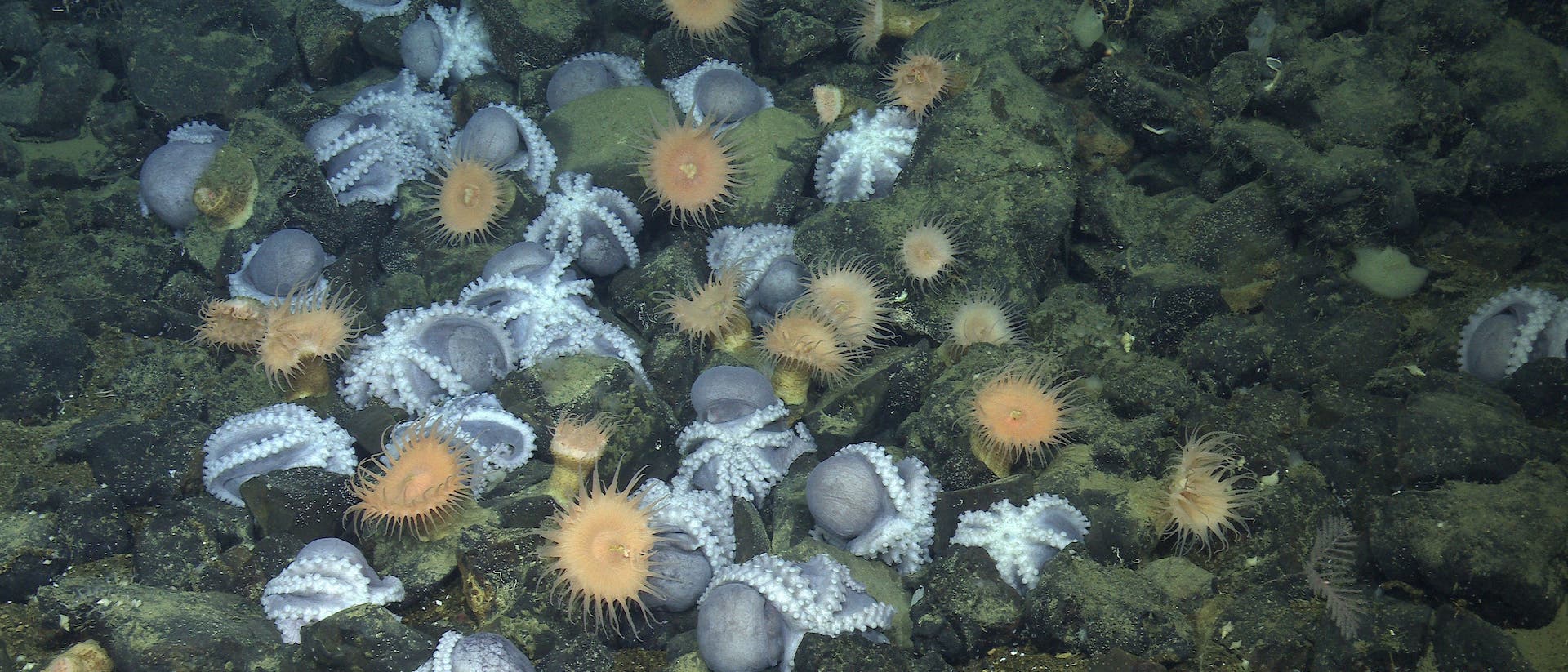 Zahlreiche Kraken versammeln sich auf dem Tiefseeboden, wo sie ihren Nachwuchs hüten.